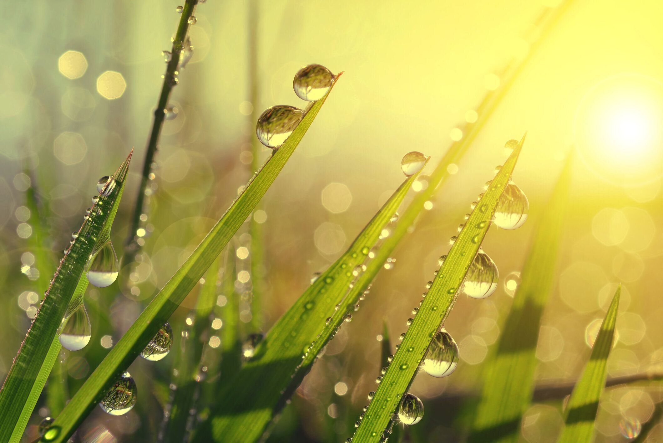 フレッシュグラス、露除外に並びます。