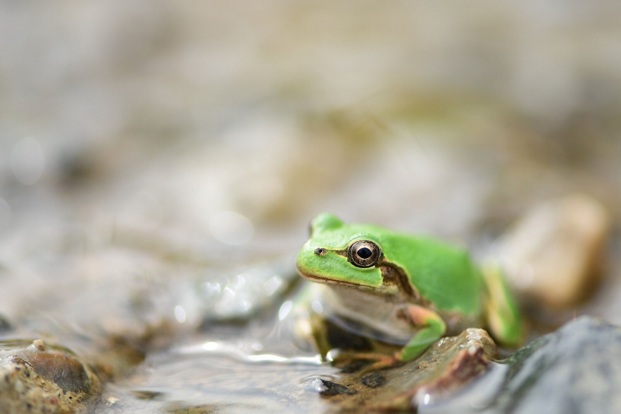 水の中の緑の木のカエル