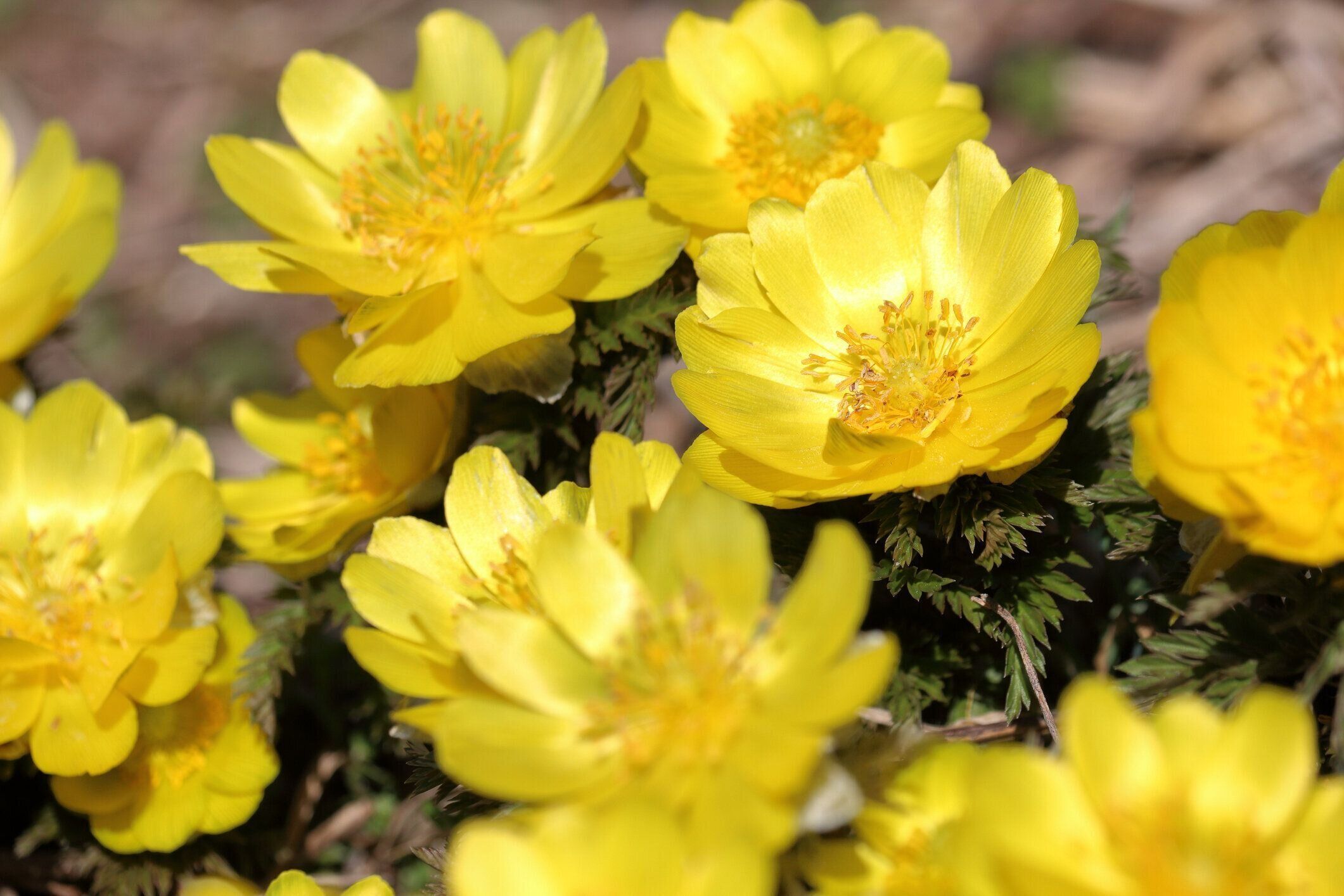 日光の中で輝くアムールアドニス、黄色い花(高知県男代町)