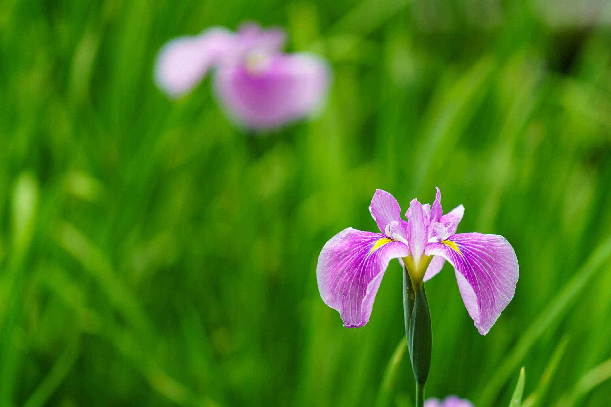 緑の背景に日本の虹彩の花