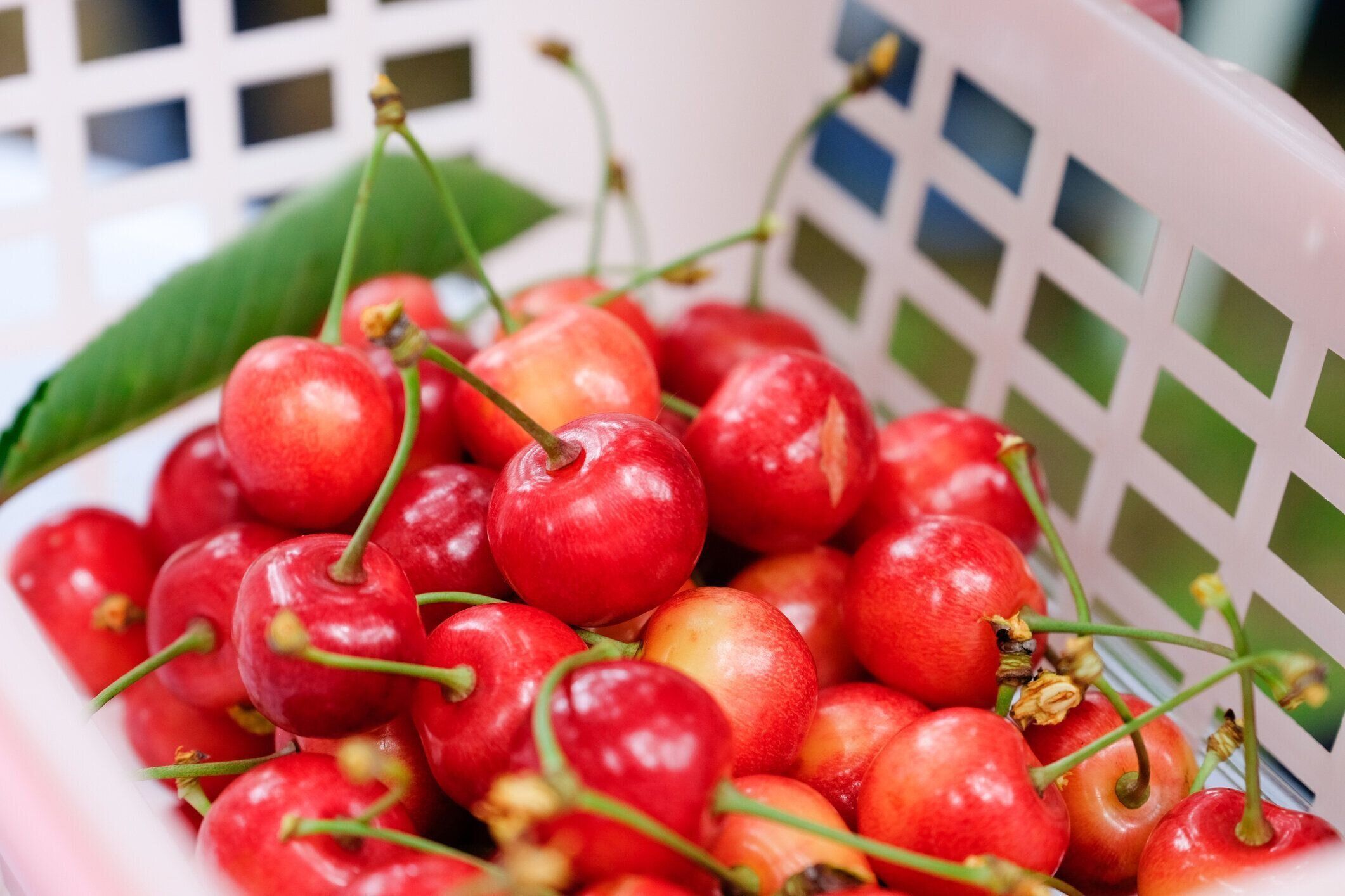 プラスチックバスケットに新鮮な赤いサクランボの多くをクローズアップし、甘く、きれいで、おいしい見えます。明るい色でサクランボの上に柔らかい焦点。