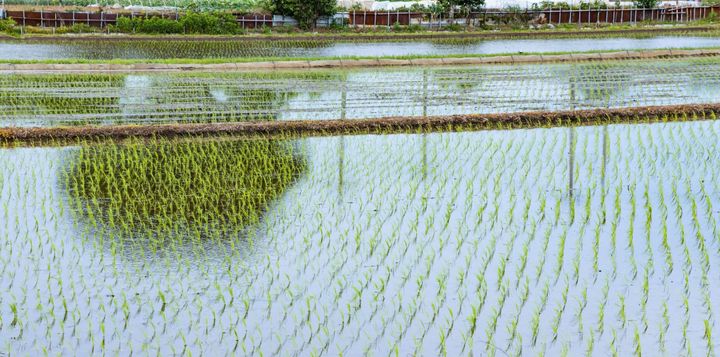 青空と雲が映る横浜郊外の水田