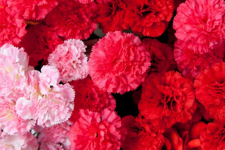 カーネーションの花