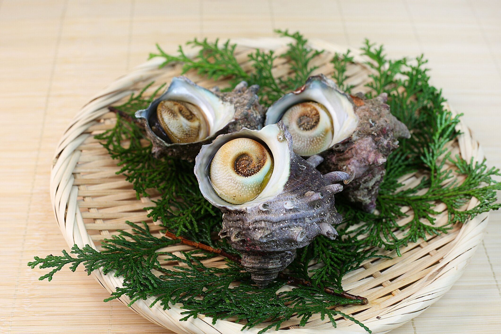 ターバンシェル