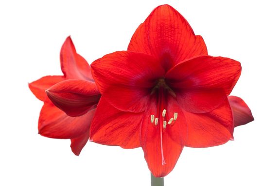 白い背景に隔離された4つの花を持つ赤いアマリリスのクローズアップ - 選択的焦点