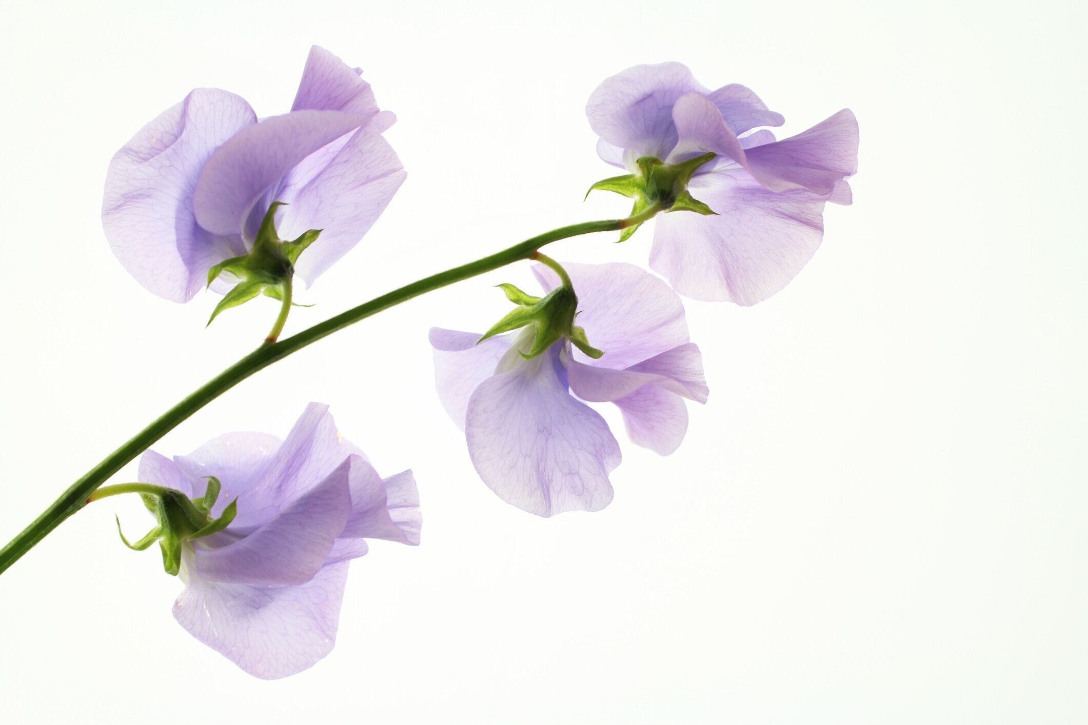 白地に紫のスイートピー