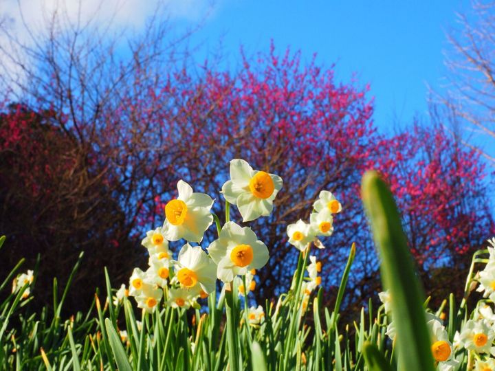 水仙水仙花は日本と日本のアプリコット花で呼ばれ、春先の兆候