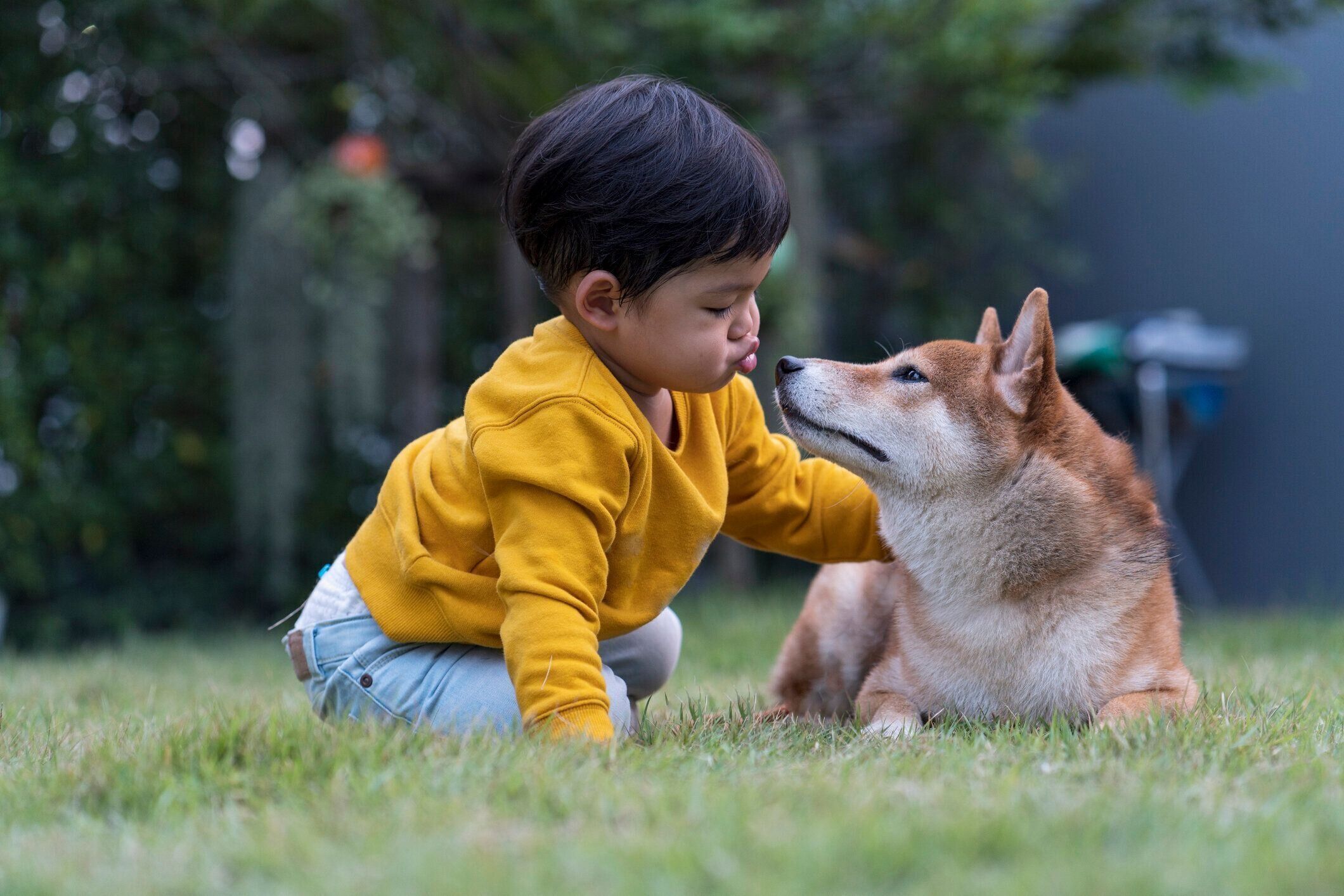 少年が柴犬にキスをしている。休日に幸せな男の子。