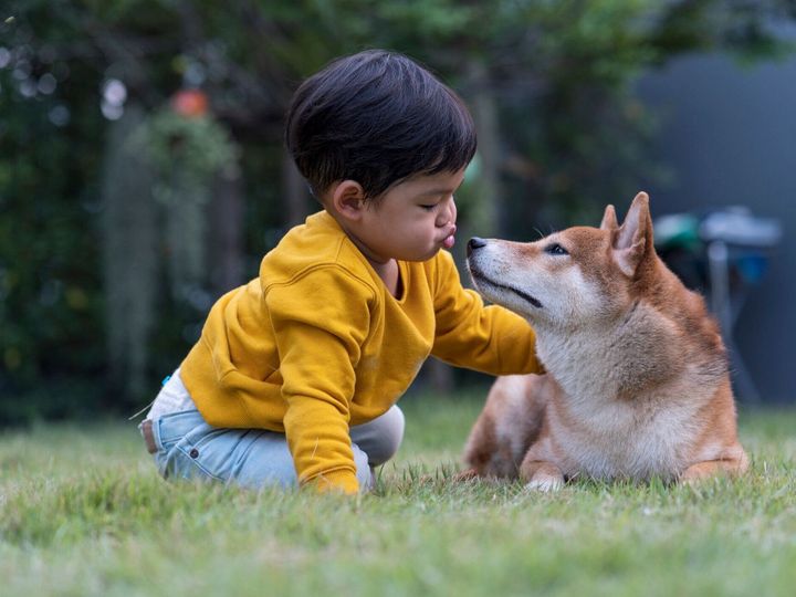 少年が柴犬にキスをしている。休日に幸せな男の子。