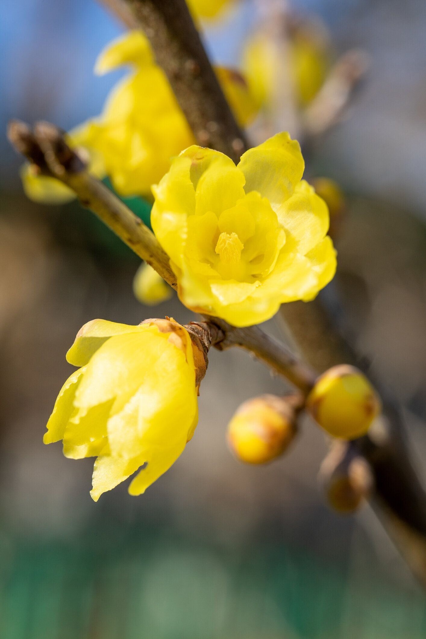 冬の枝に冬の甘い小枝、黄色の花。