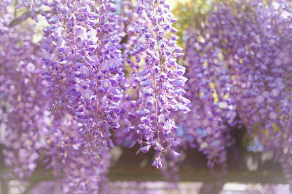 花が咲く藤花。