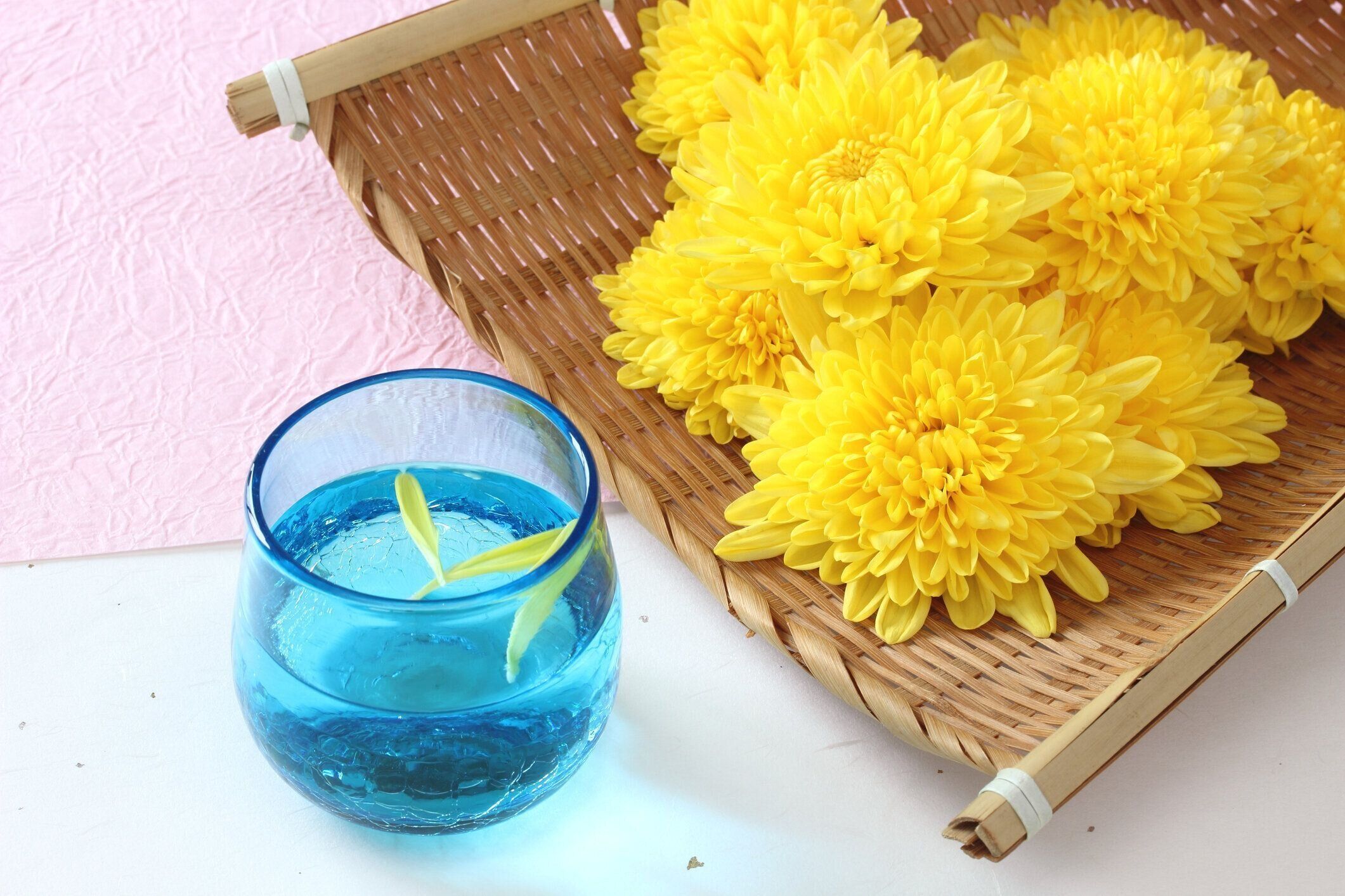 食用菊 (菊のセック)