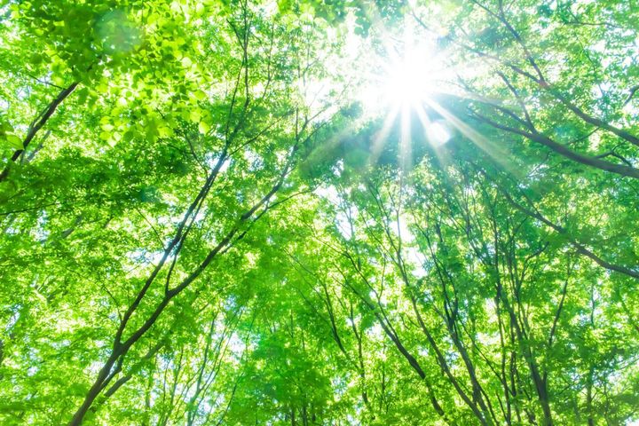 森の新鮮な緑