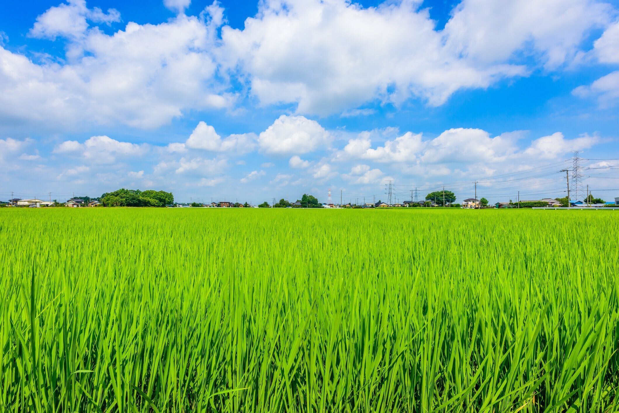 埼玉県の田畑。