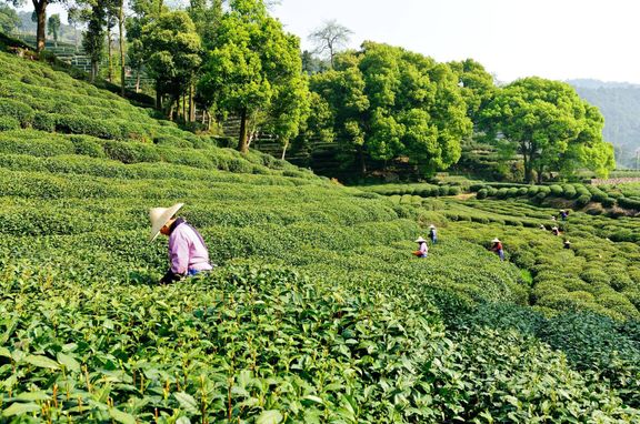杭州西湖龍井茶農園