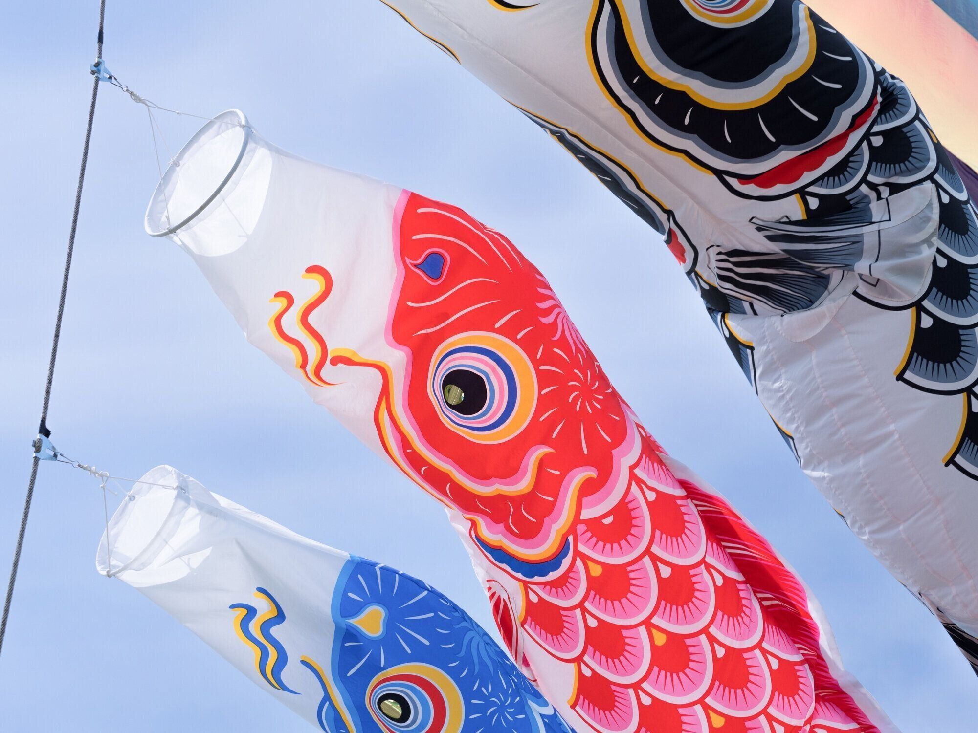 日本の鯉のぼり
