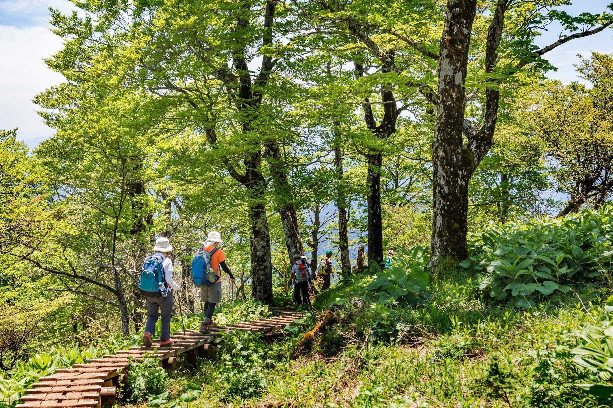 山のハイキングコース