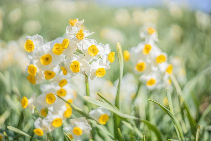 公園内のナルシッサス