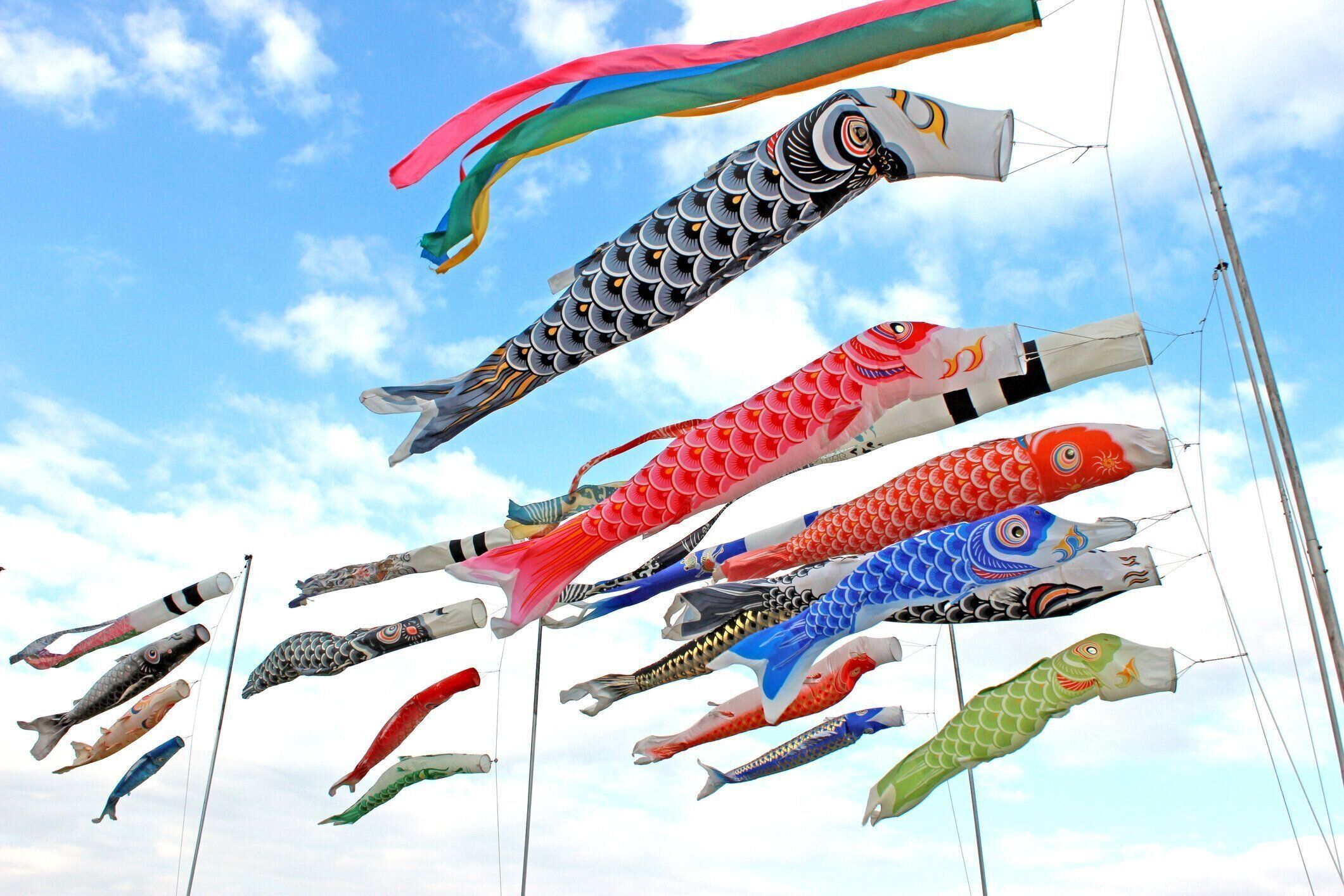 コイの入ったリボン