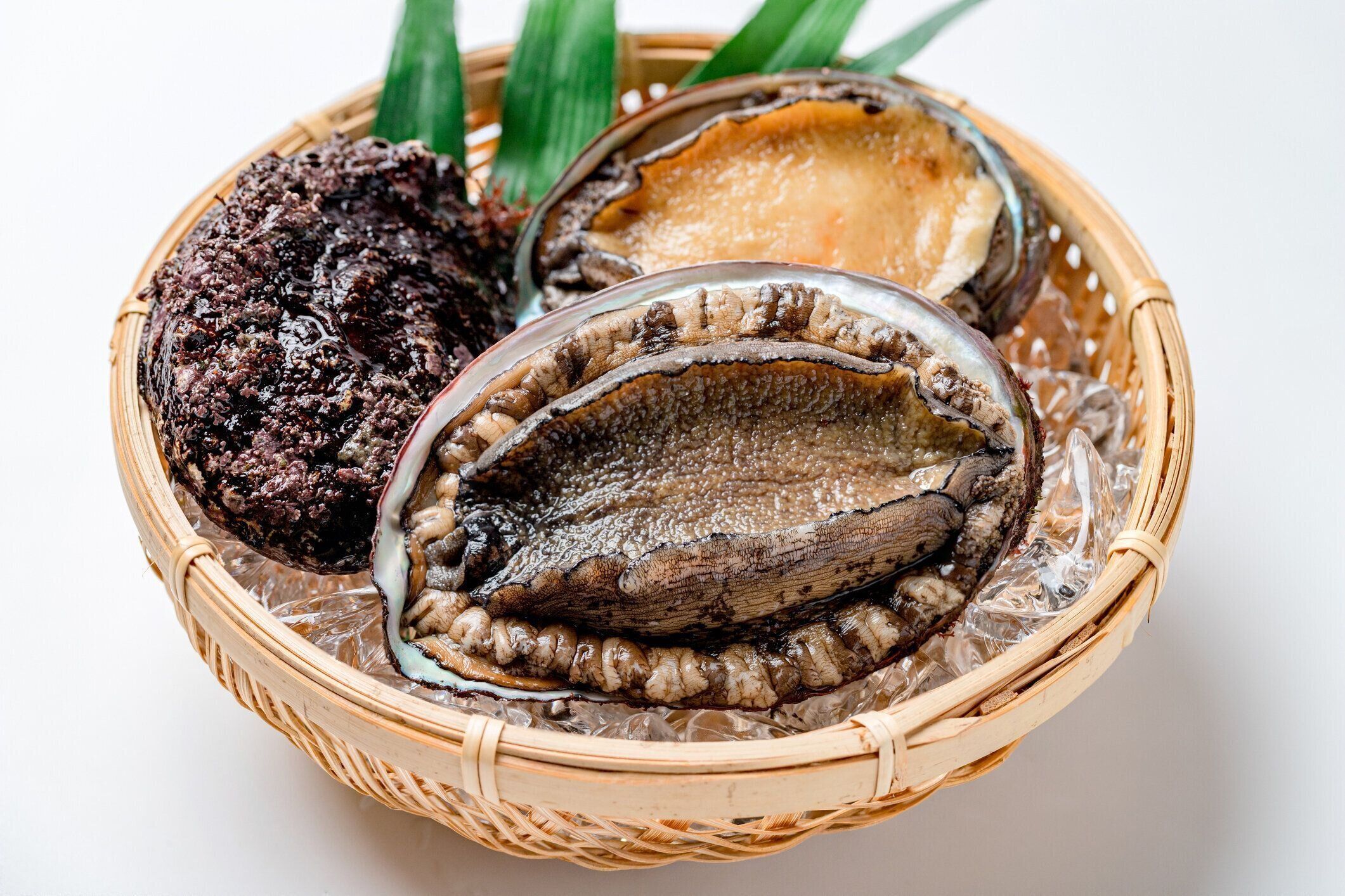 白い背景に生のアワビ貝