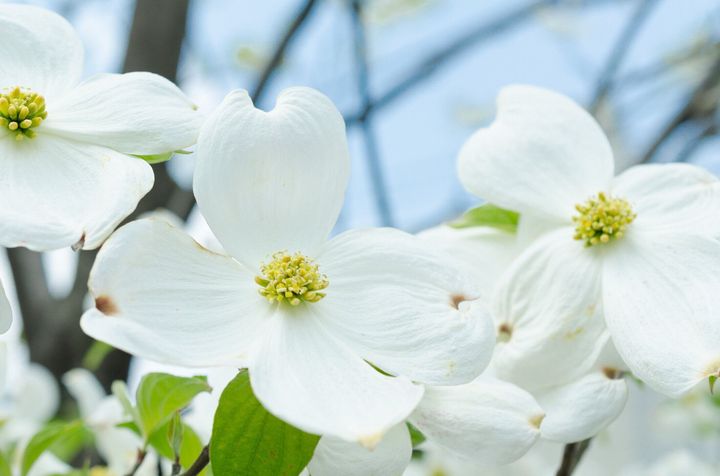 白い花の木の花の木