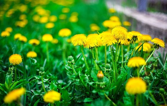 黄色のタンポポの花
