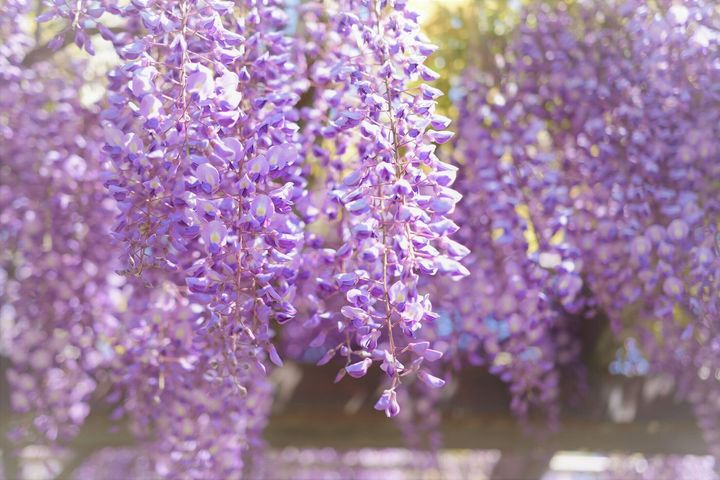 花が咲く藤花。