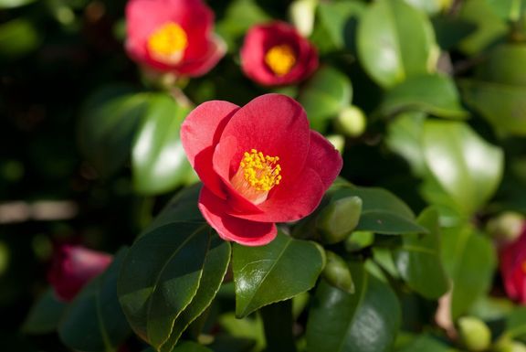 ツバキ開花ドレスデンでピルニッツ 3 月