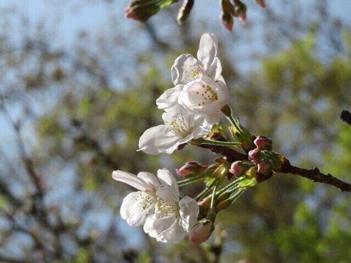 桜