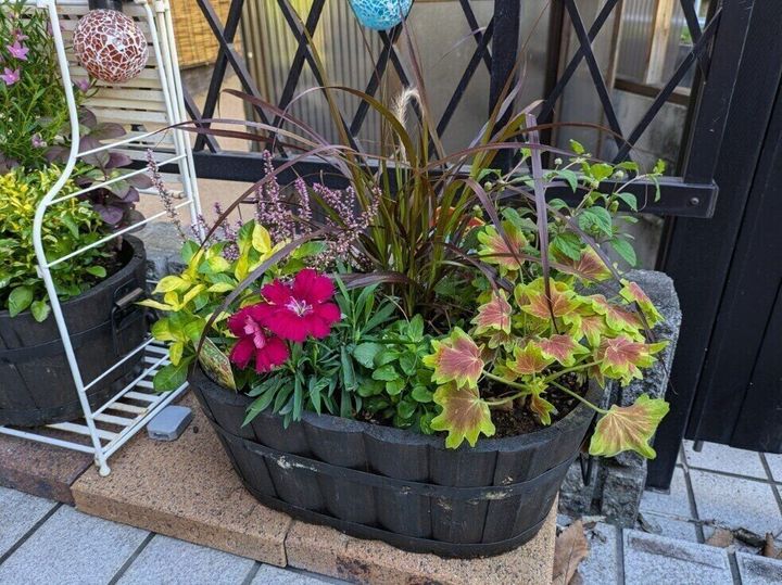 寄せ植え