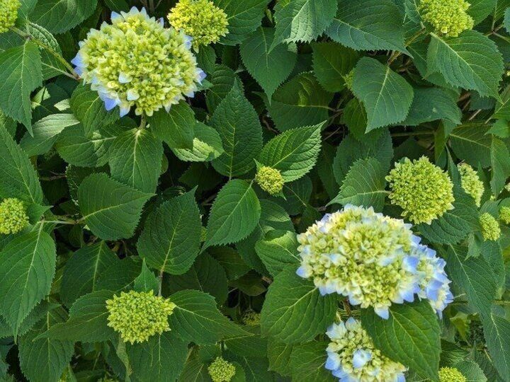 紫陽花