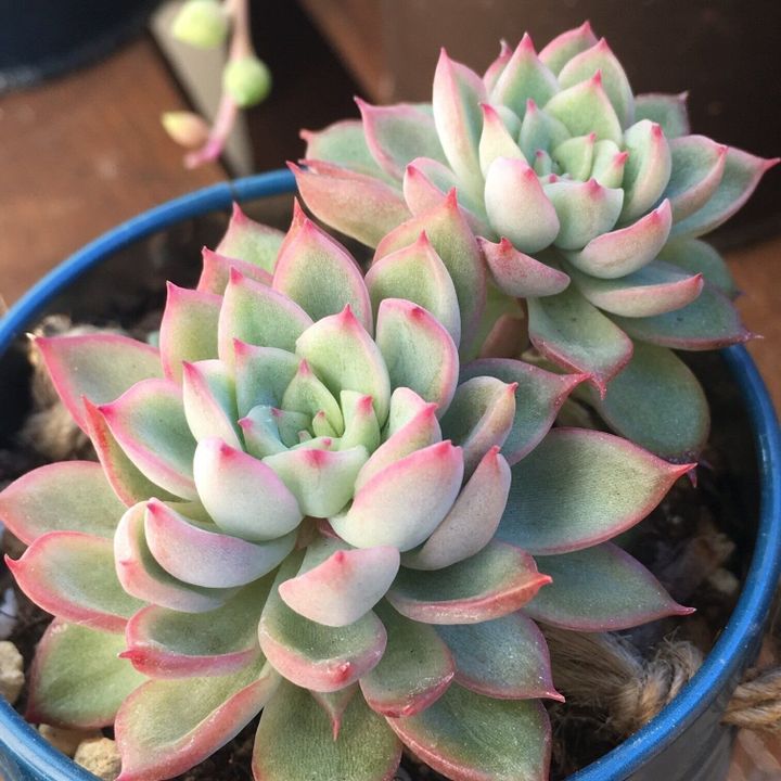 多肉植物は植え替えが必要?春がおすすめの理由