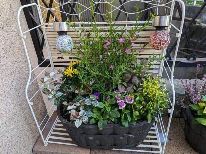 寄せ植え
