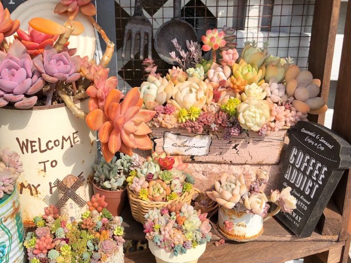 【多肉植物】実は春が本気!初心者さんが知っておきたい季節のリズムと春のケア