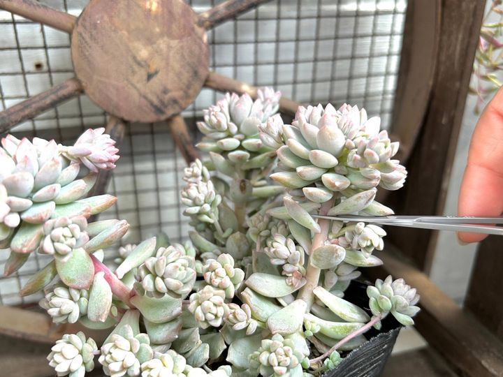 多肉植物 夏 寄せ植え しない理由