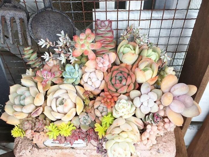 多肉植物 冬 始めどき