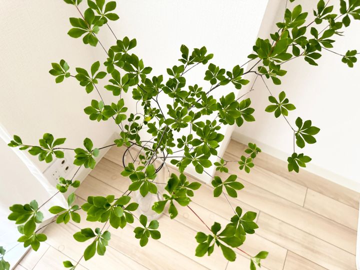 ガラスに見える花瓶