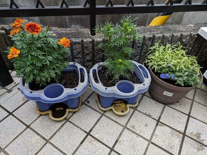 花苗