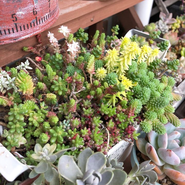 初心者におすすめ!セダムの人気品種3選