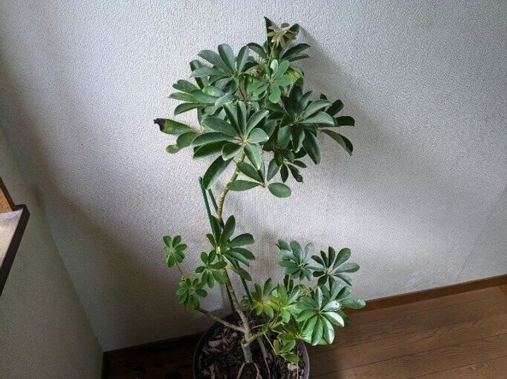 観葉植物