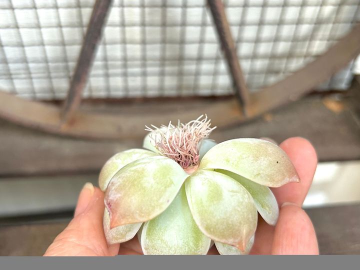 多肉植物 初心者 韓国苗