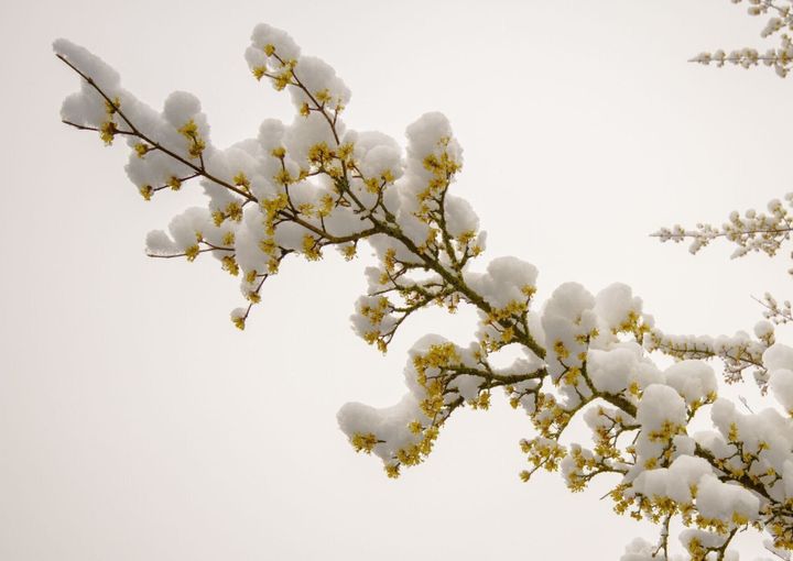 花が咲いた枝と雪