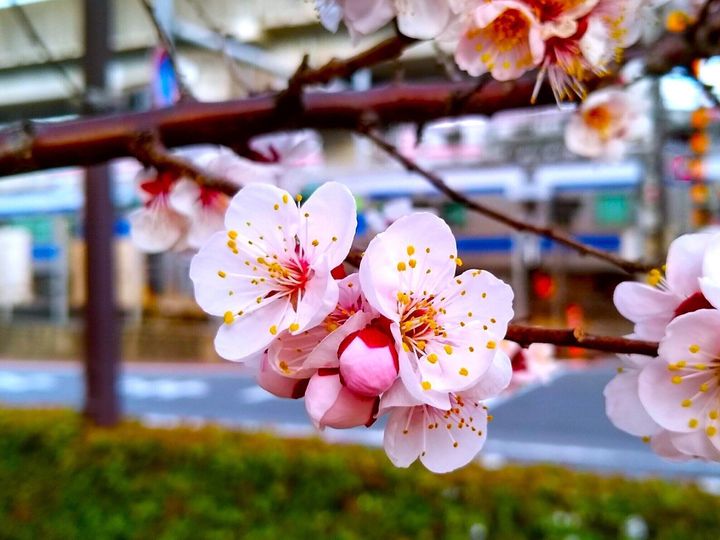 梅の花