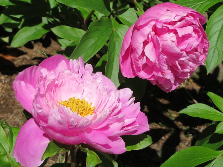 牡丹の花