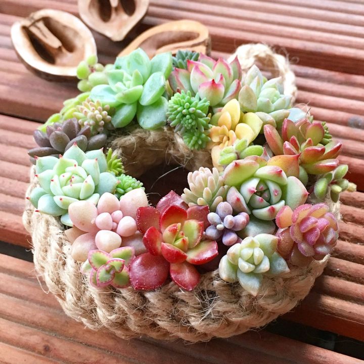実は「春」がいちばん大事!多肉植物の季節リズム