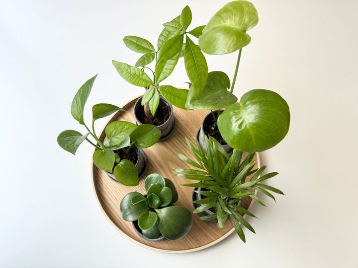 購入したミニ観葉植物