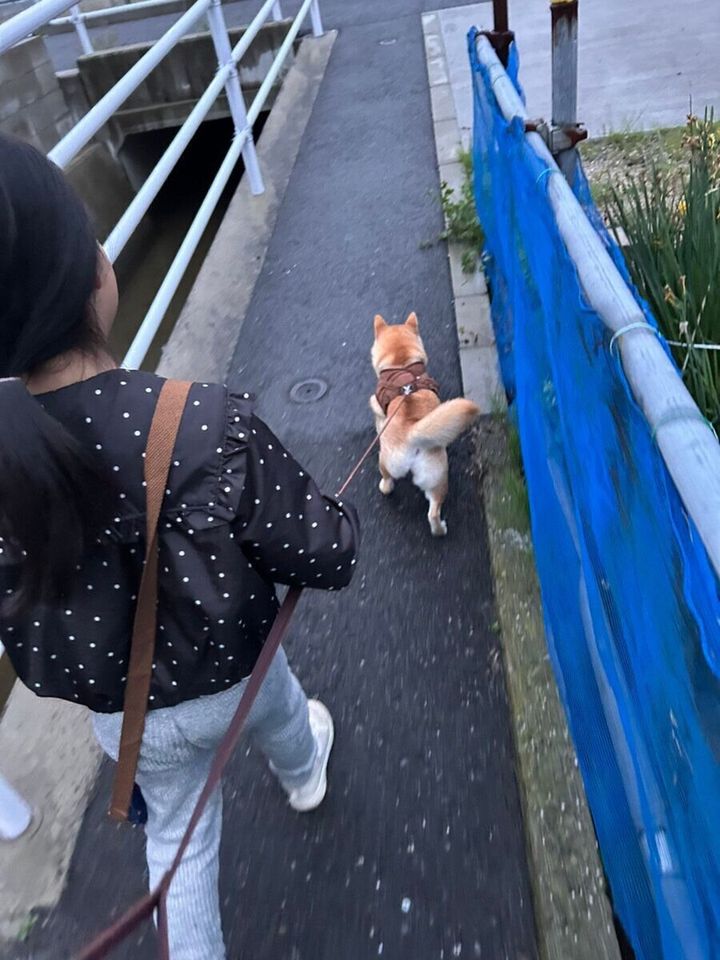 犬の散歩