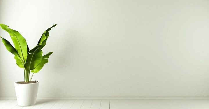 観葉植物