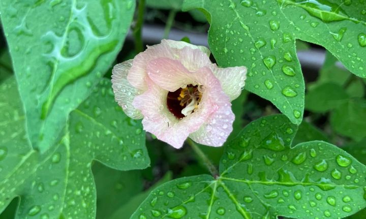 和綿の花