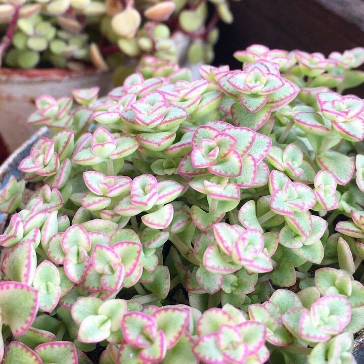 リトルミッシー